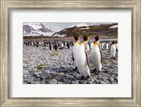 Penguins Of Salisbury Plain Fine Art Print