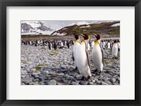 Penguins Of Salisbury Plain Fine Art Print