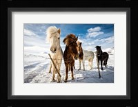 Icelandic Hair Style Fine Art Print