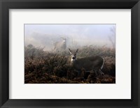 White-Tailed Deer Fine Art Print