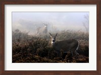 White-Tailed Deer Fine Art Print