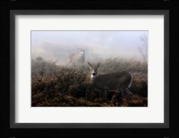 White-Tailed Deer Fine Art Print
