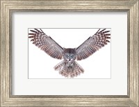 Power - Great Grey Owl Fine Art Print