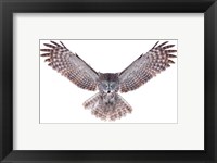 Power - Great Grey Owl Fine Art Print