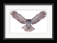 Power - Great Grey Owl Fine Art Print