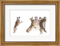 The Choir - Coyotes Fine Art Print