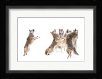 The Choir - Coyotes Fine Art Print