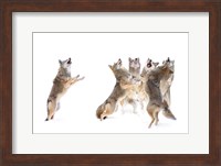 The Choir - Coyotes Fine Art Print
