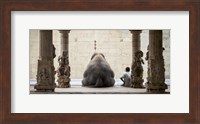 The Elephant & Its Mahot Fine Art Print