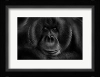 Maurice Fine Art Print