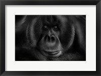 Maurice Fine Art Print