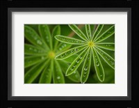 Pearly Lupine Fine Art Print