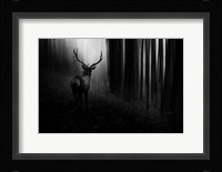 Stag Fine Art Print