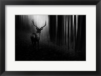 Stag Fine Art Print
