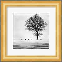 Roes Fine Art Print