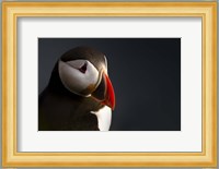 Puffin Portrait Fine Art Print