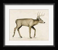 Wandering IV Framed Print