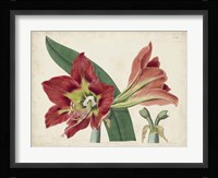 Amaryllis Splendor I Fine Art Print