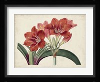 Amaryllis Splendor II Fine Art Print