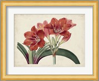 Amaryllis Splendor II Fine Art Print