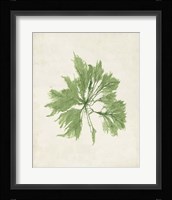 Peridot Seaweed I Fine Art Print