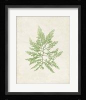 Peridot Seaweed II Fine Art Print