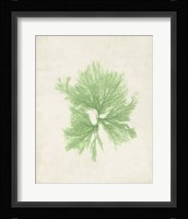 Peridot Seaweed III Fine Art Print