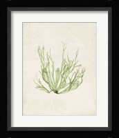 Peridot Seaweed IV Fine Art Print