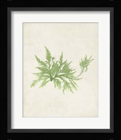 Peridot Seaweed V Fine Art Print