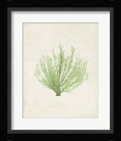 Peridot Seaweed VI Fine Art Print