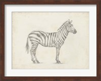 Zebra Sketch Fine Art Print