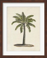 British Palms I Fine Art Print