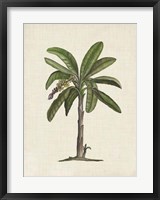 British Palms II Fine Art Print