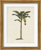 British Palms III Fine Art Print