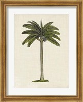 British Palms IV Fine Art Print