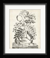 Scenic Botanical I Framed Print
