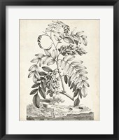 Scenic Botanical I Framed Print
