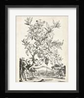 Scenic Botanical II Framed Print