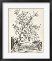 Scenic Botanical II Framed Print