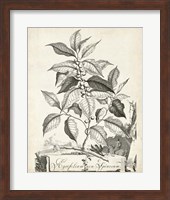 Scenic Botanical III Fine Art Print