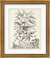 Scenic Botanical IV Fine Art Print