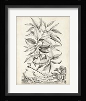 Scenic Botanical IV Framed Print