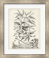 Scenic Botanical IV Fine Art Print