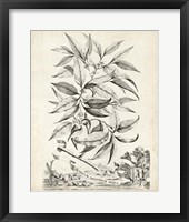 Scenic Botanical IV Framed Print