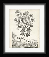 Scenic Botanical V Framed Print