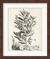 Scenic Botanical VI Fine Art Print