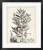 Scenic Botanical VI Framed Print