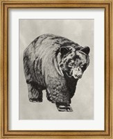 Pen & Ink Bear I Fine Art Print