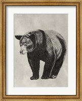 Pen & Ink Bear II Fine Art Print