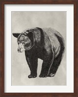 Pen & Ink Bear II Fine Art Print